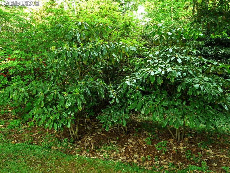  - Trochodendron aralioides - 