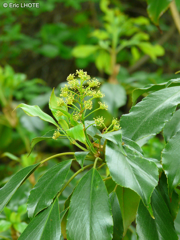  - Trochodendron aralioides - 