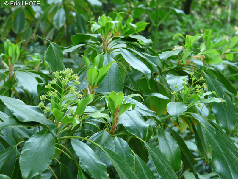 Trochodendraceae - Trochodendron aralioides - Trochodendron aralioides