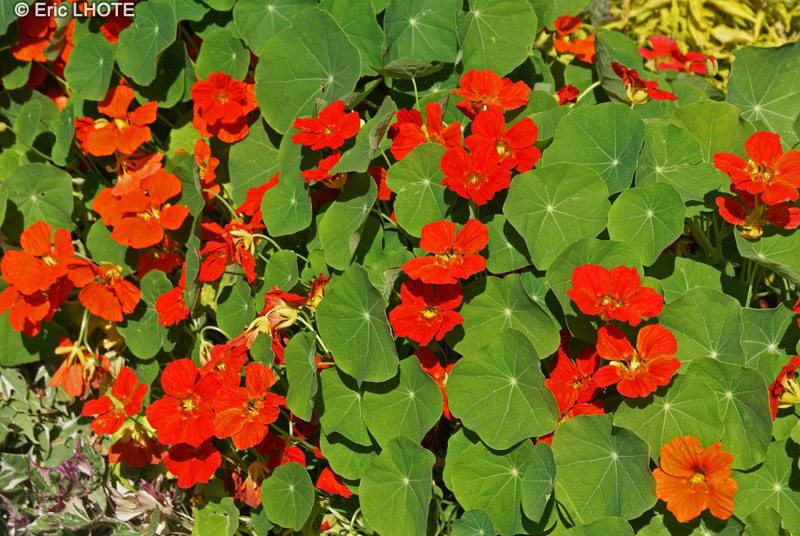  - Tropaeolum majus - 