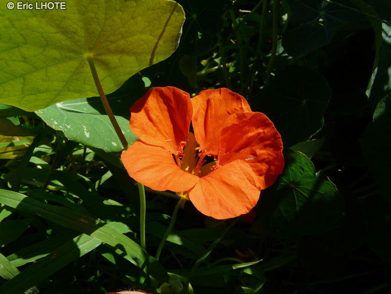  - Tropaeolum majus - 