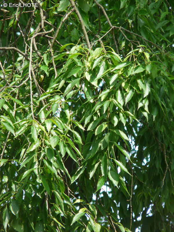  - Celtis australis - 