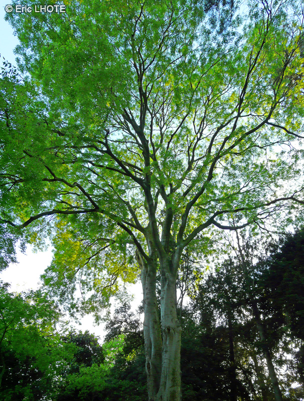 Ulmaceae - Celtis australis - Micocoulier