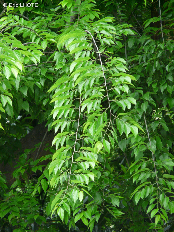  - Celtis occidentalis - 