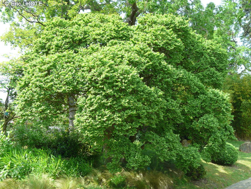  - Ulmus x elegantissima Jacueline Hillier - 