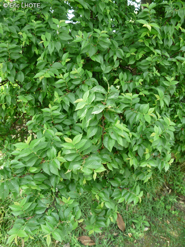  - Ulmus x elegantissima Jacueline Hillier - 