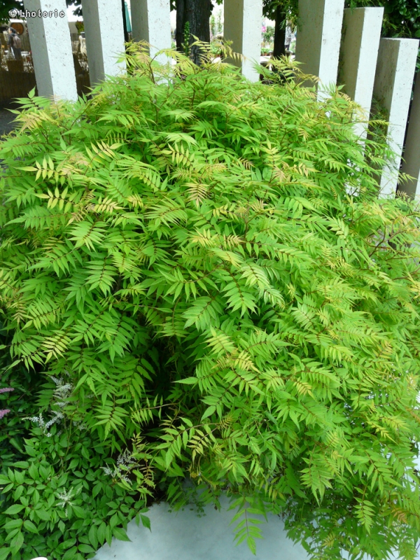  - Ulmus x elegantissima Jacueline Hillier - 