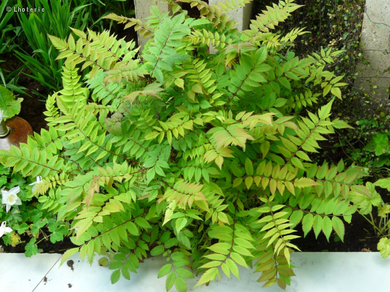  - Ulmus x elegantissima Jacueline Hillier - 