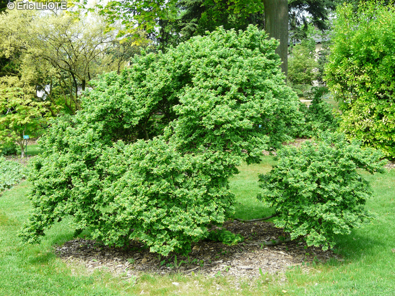 Ulmaceae - Ulmus x elegantissima Jacueline Hillier - Orme