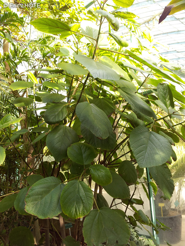  - Myriocarpa cordifolia - 
