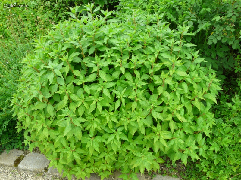  - Parietaria officinalis - 