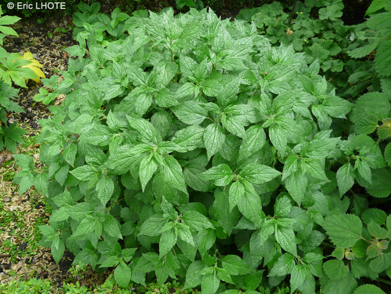 Urticaceae - Parietaria officinalis - Pariétaire officinale