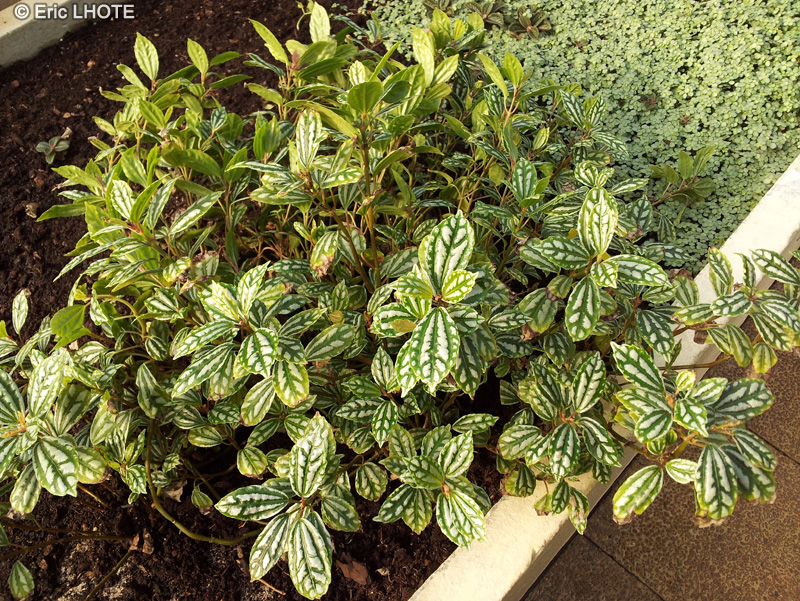 Urticaceae - Pilea cardierei - Plante aluminium, Pil&eacute;a
