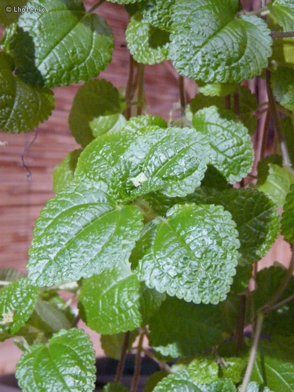 Urticaceae - Pilea nummulariifolia - Pilea