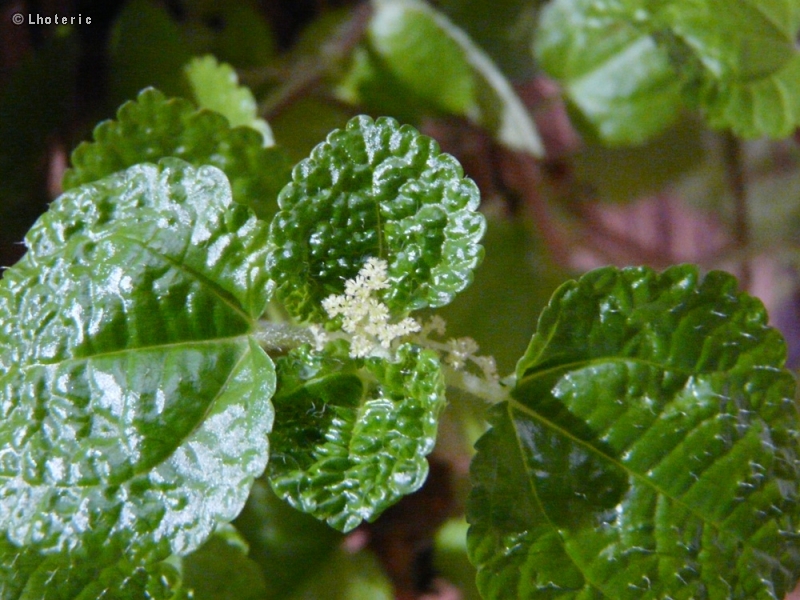  - Pilea nummulariifolia - 
