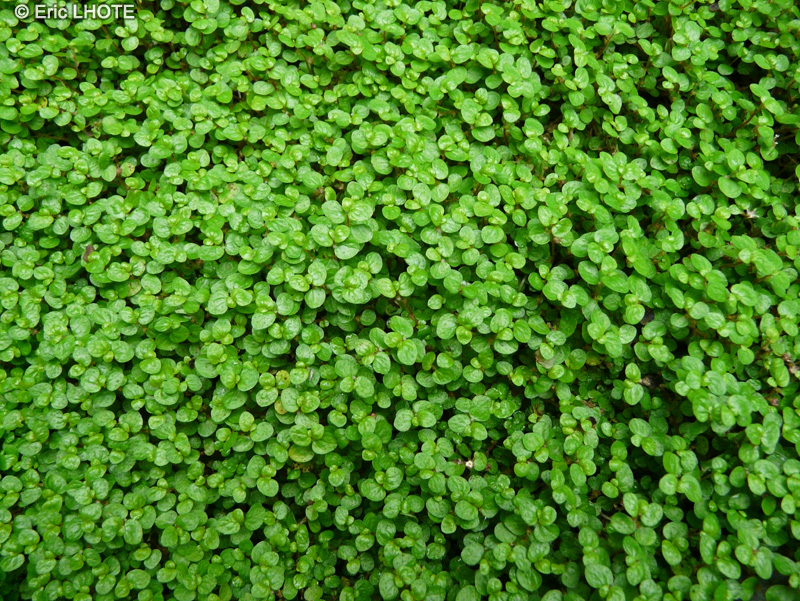  - Soleirolia soleirolii - 