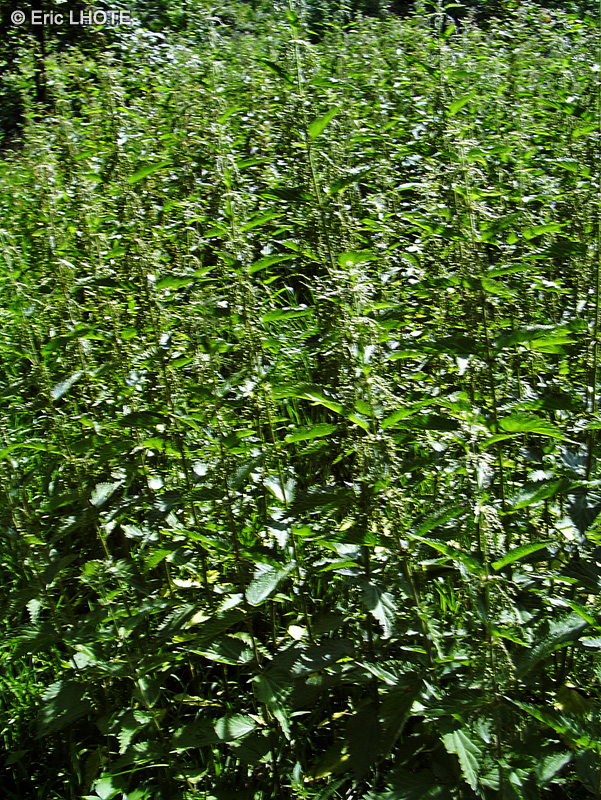  - Urtica dioica - 