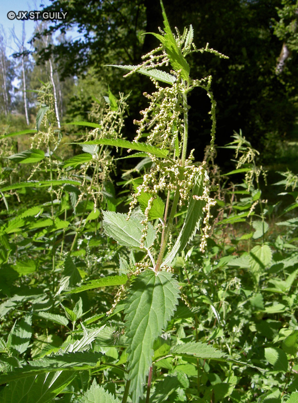  - Urtica dioica - 