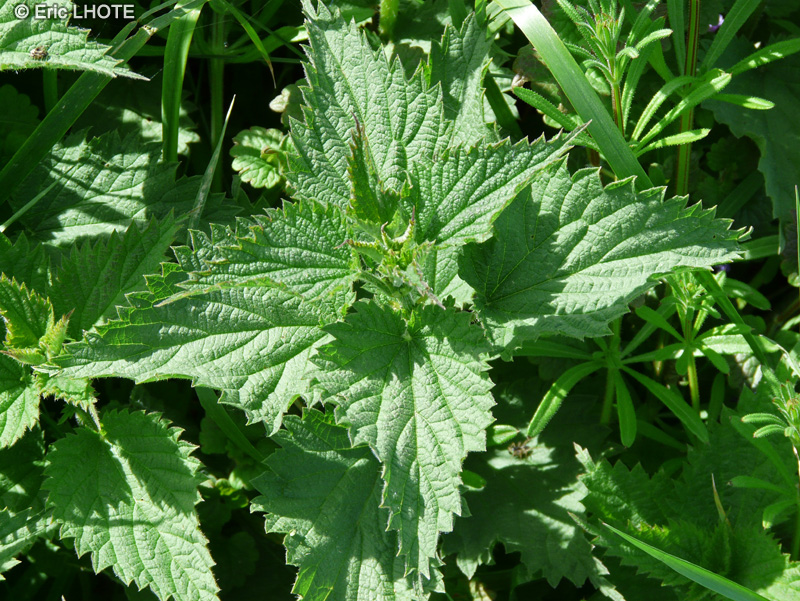  - Urtica dioica - 