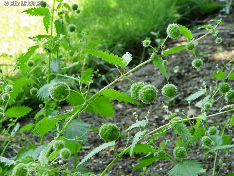  - Urtica pilulifera - 