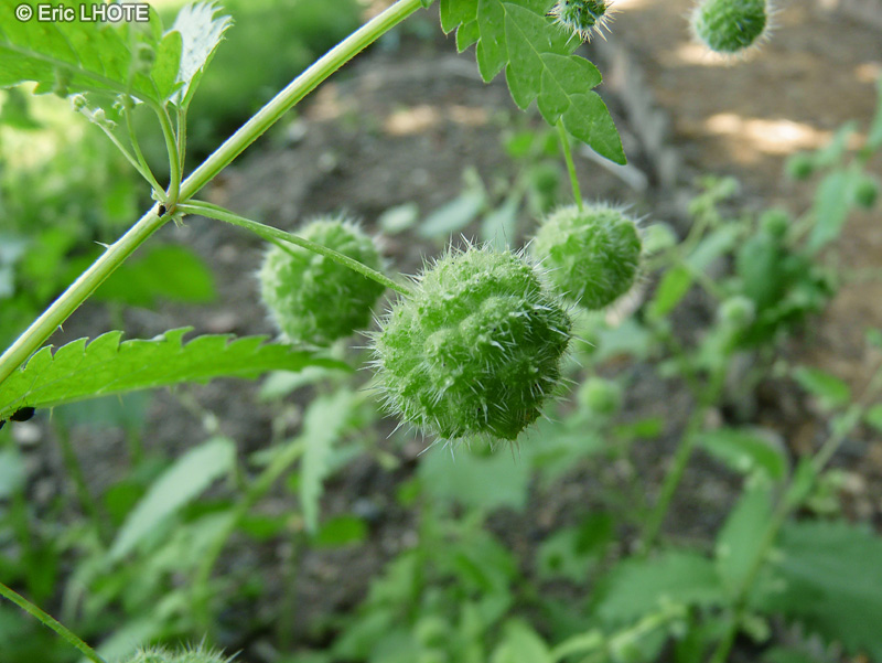  - Urtica pilulifera - 