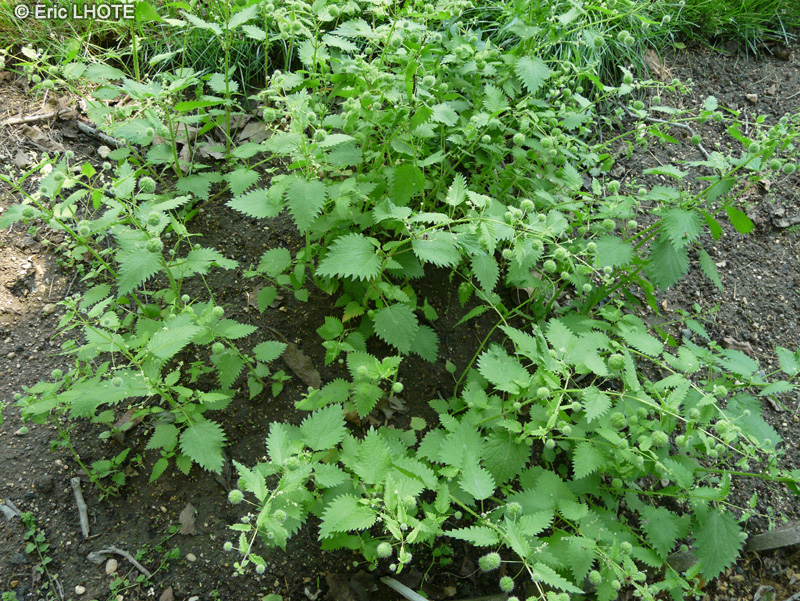 Urticaceae - Urtica pilulifera - Ortie à pilules, Ortie Algérienne, Ortie Romaine