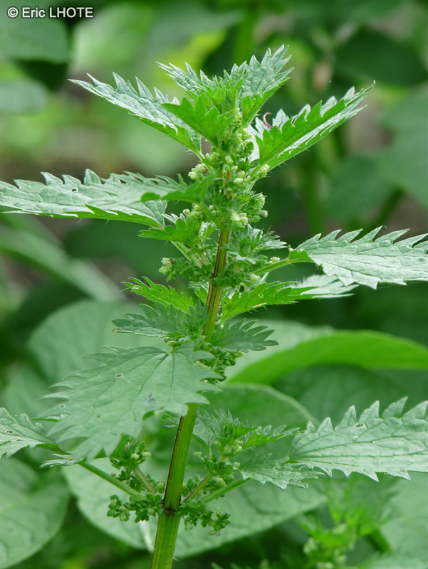  - Urtica urens - 
