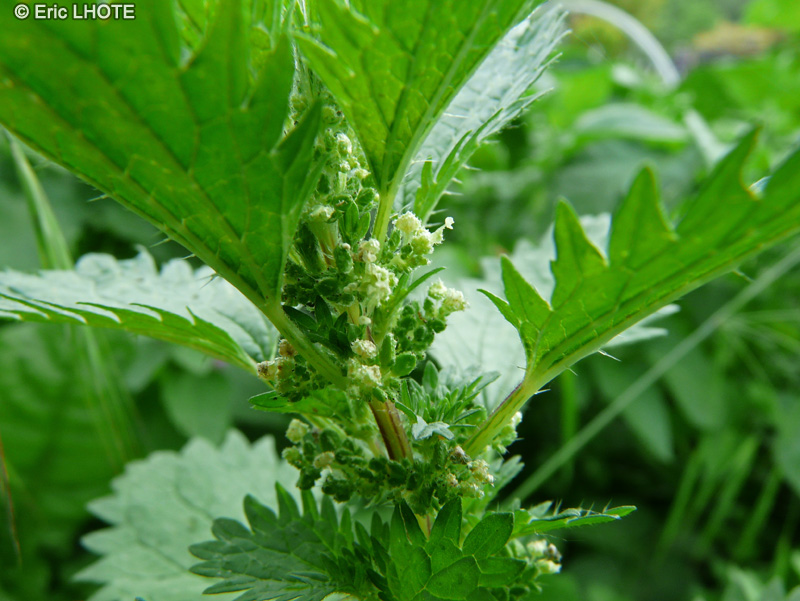 Urticaceae - Urtica urens - Ortie brûlante, Petite Ortie