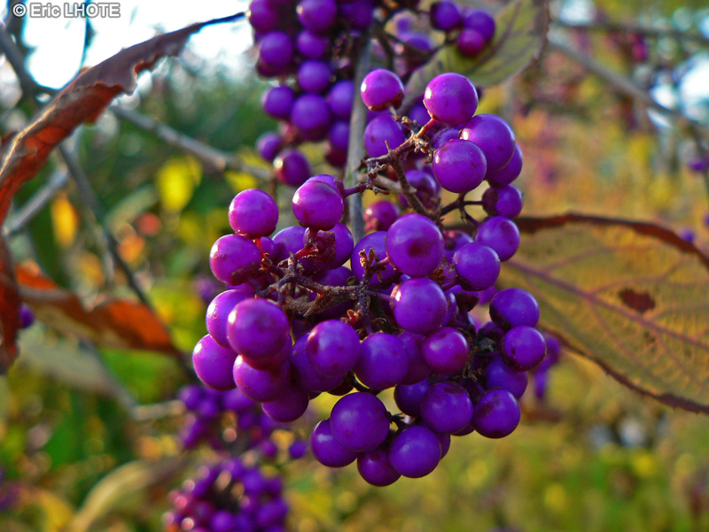 - Callicarpa bodinieri - 