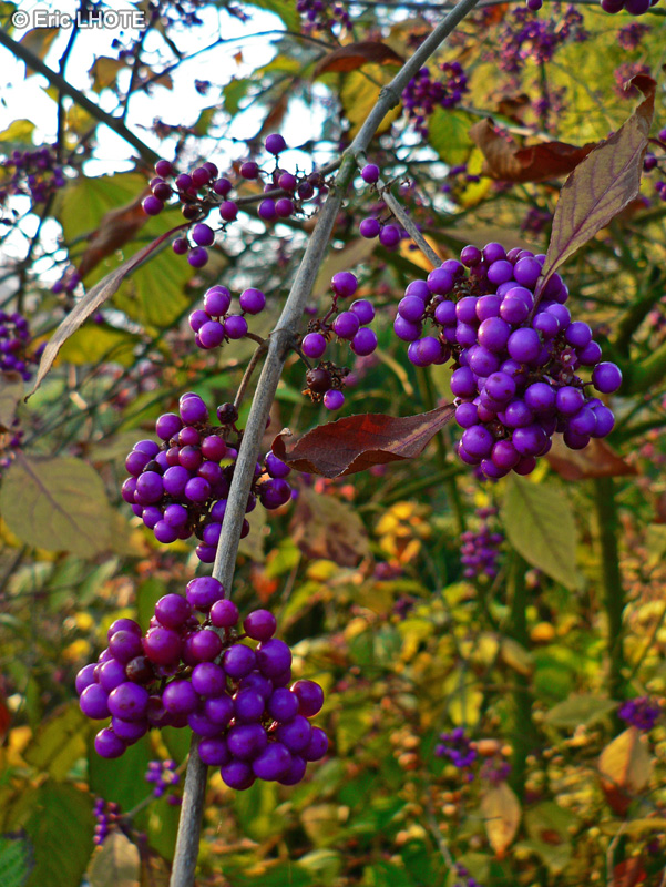 Verbenaceae - Callicarpa bodinieri - Arbre aux bonbons, Callicarpe