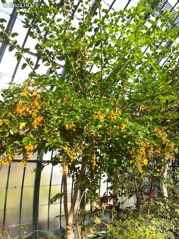  - Duranta erecta - 