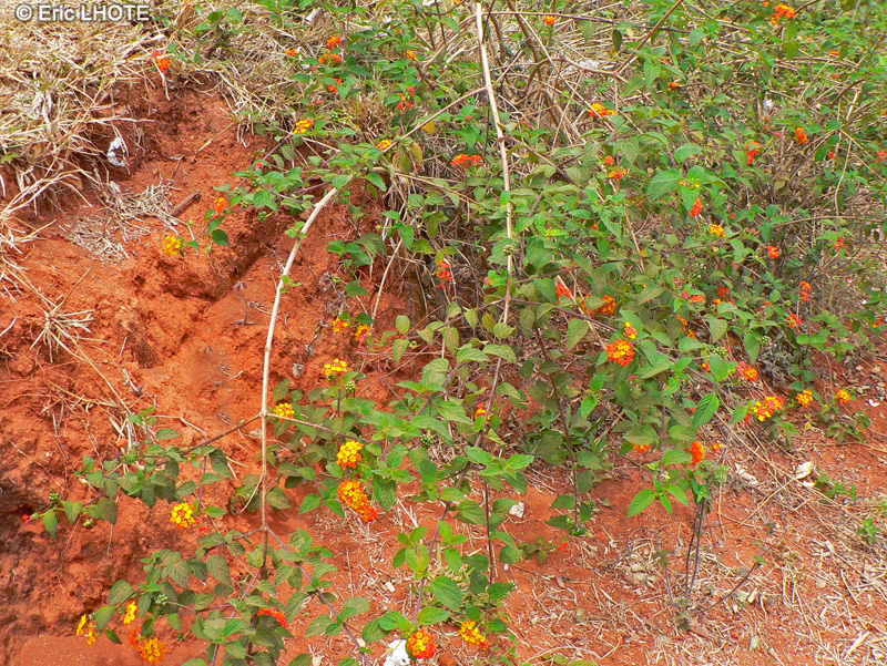  - Lantana camara - 