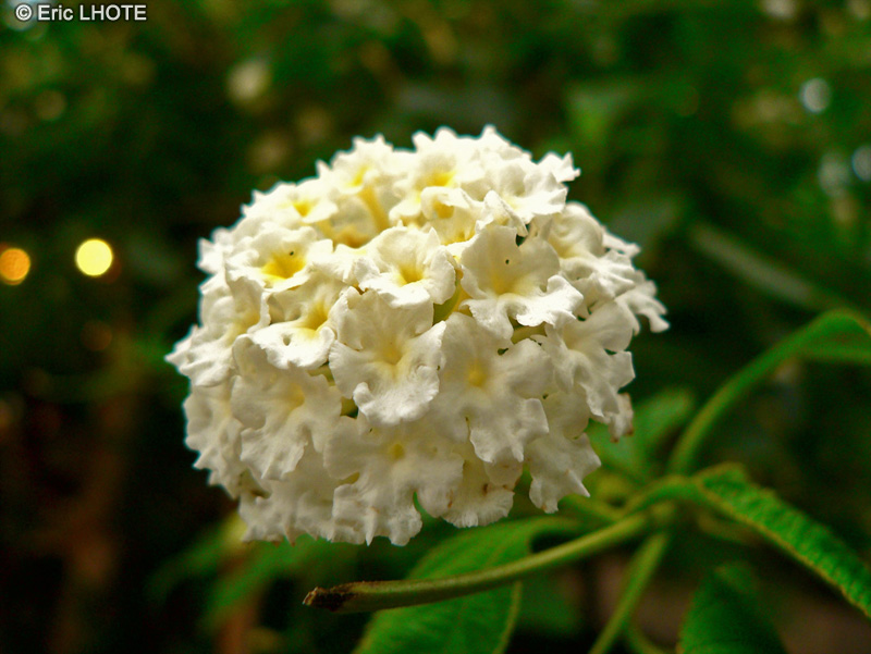  - Lantana camara Bianco - 