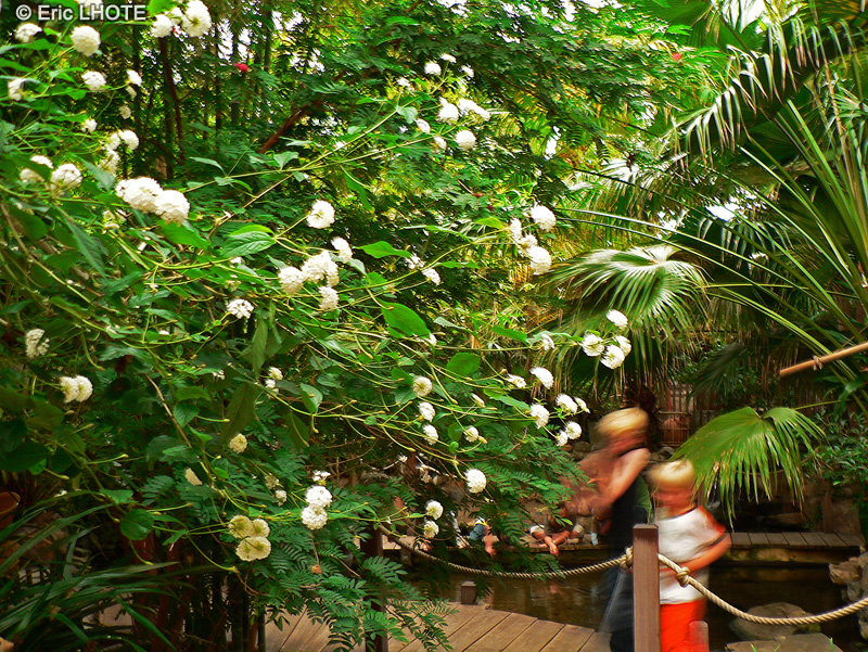 Verbenaceae - Lantana camara Bianco - Lantanier