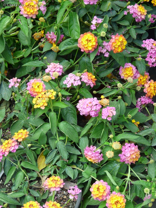  - Lantana camara - 