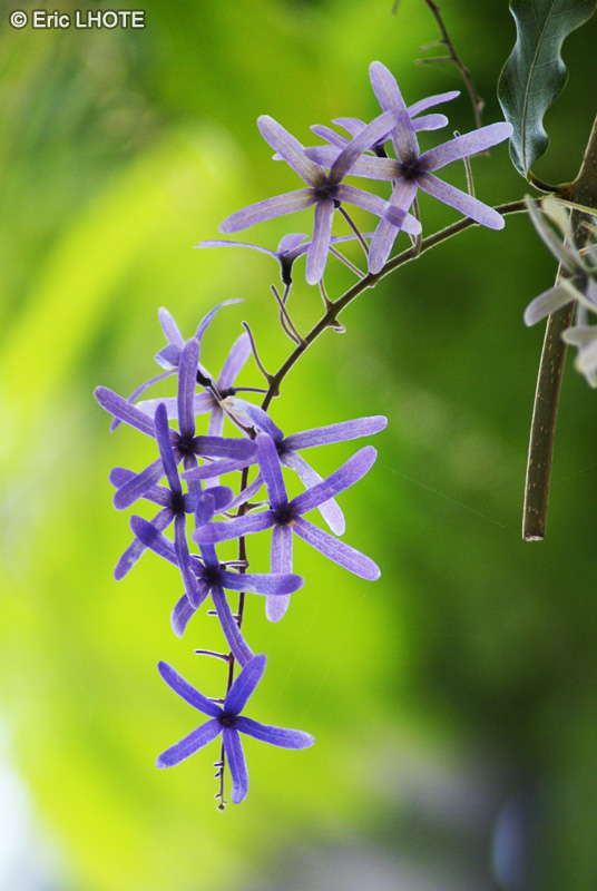  - Petrea volubilis - 