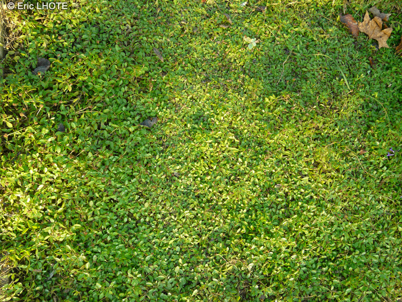 Verbenaceae - Phyla canescens, Lippia nodiflora - Phyla Ã  fleurs nodales