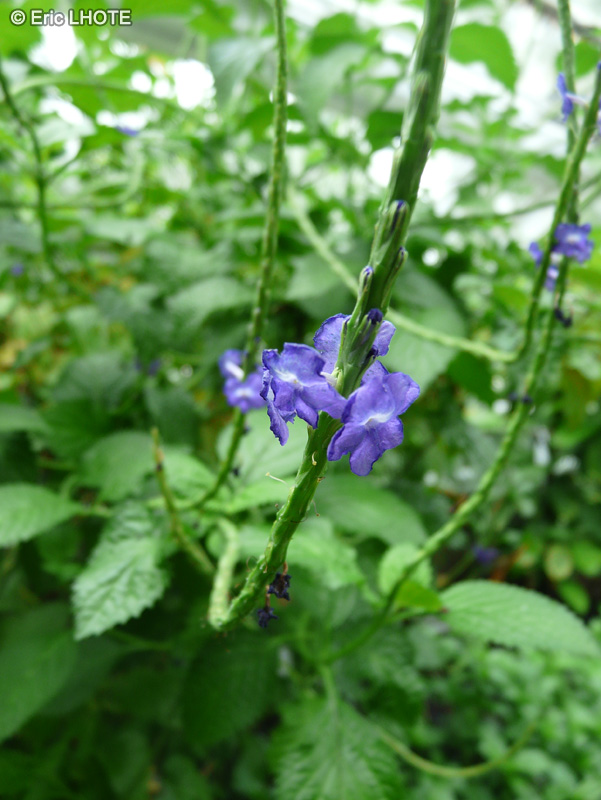  - Stachytarpheta jamaicensis - 