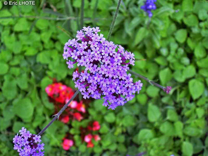 Verbenaceae - Verbena bonariensis - Verveine de Buenos-Aires