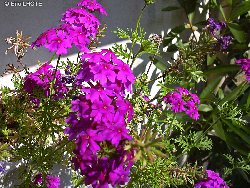  - Verbena canadensis - 