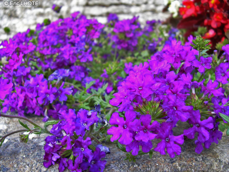 Verbenaceae - Verbena canadensis - Verveine du Canada