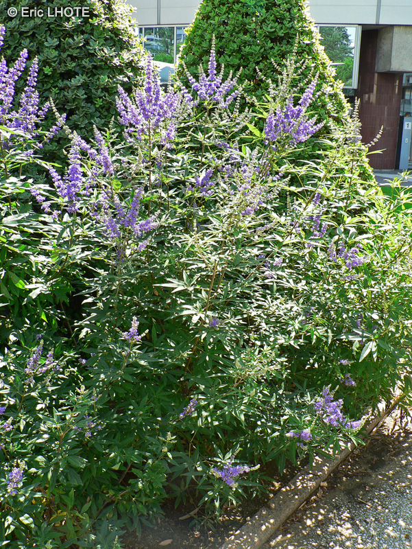  - Vitex agnus-castus - 