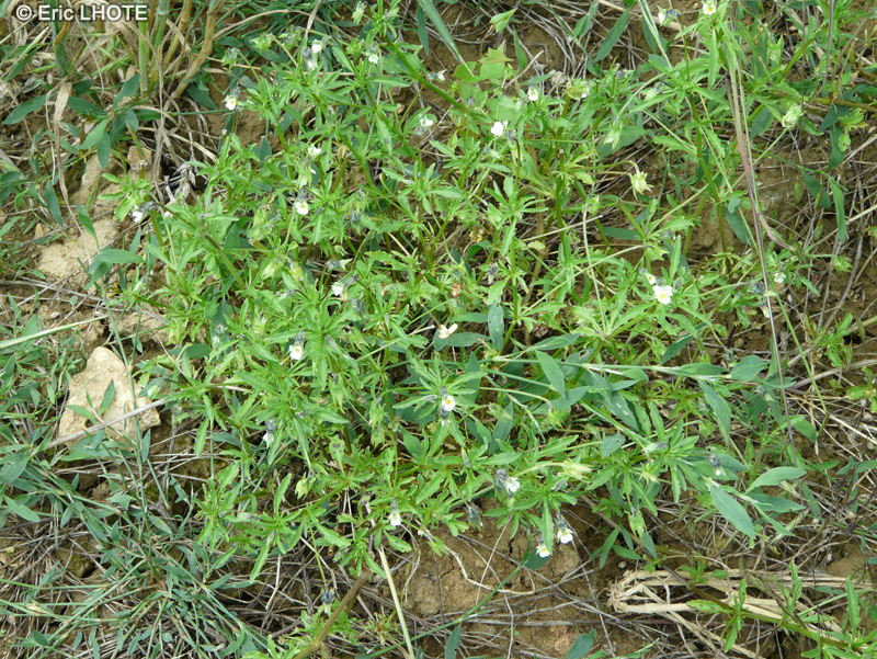 - Viola arvensis - 