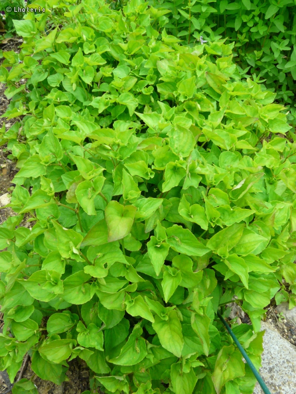 Violaceae - Viola canina - Violette des chiens