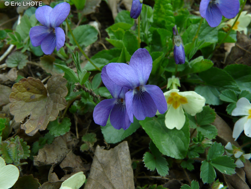  - Viola odorata - 