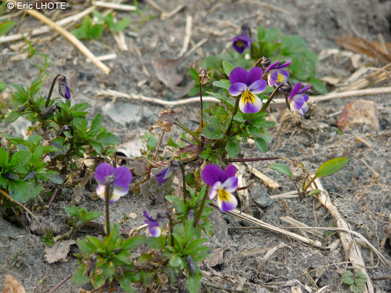  - Viola tricolor - 