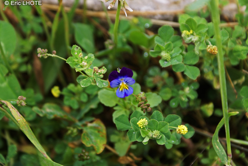 Violaceae - Viola tricolor - Pens&eacute;e tricolore, Pens&eacute;e sauvage, Herbe de la trinit&eacute;