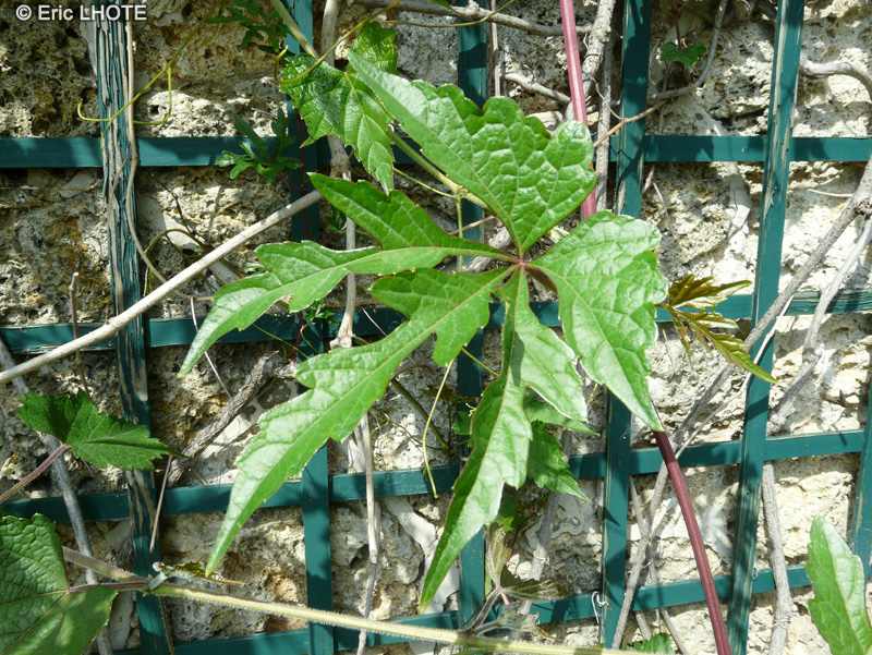  - Ampelopsis brevipedunculata Maximowiczii - 