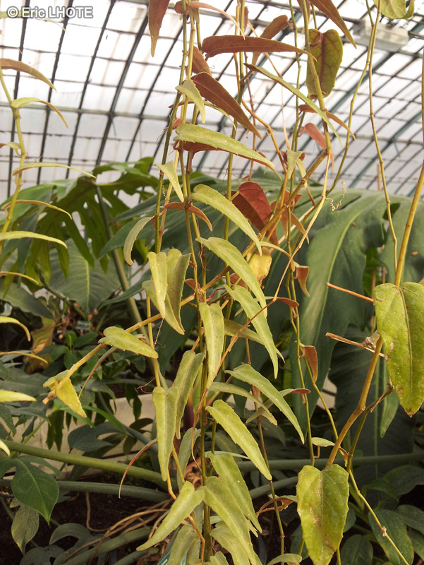  - Cissus amazonica - 