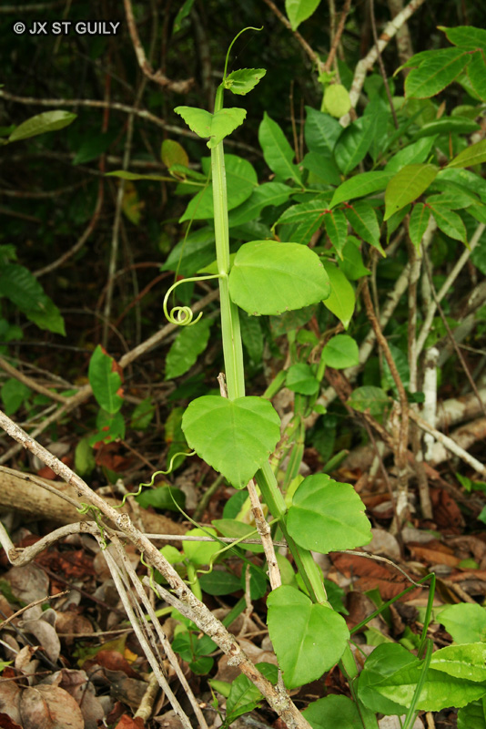  - Cissus quadrangularis - 